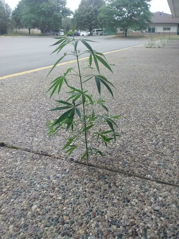 I Found A Weed Plant Growing Out Of The Concrete
