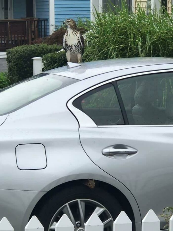 A Squirrel Won Today