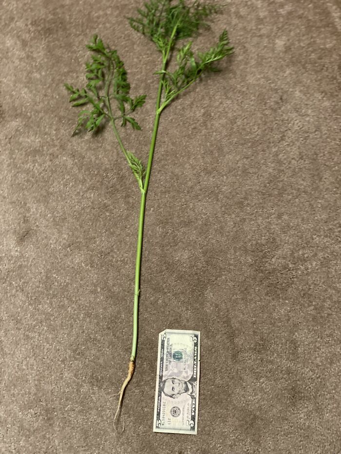 One Of The Carrots In My Garden Decided To Put All Its Energy Into The Stem And Leaves, With Almost No Actual Carrot