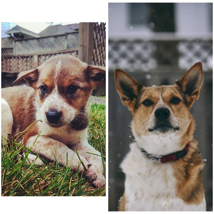 From Parvo To Pawfect Mcfly Turned 4 Today