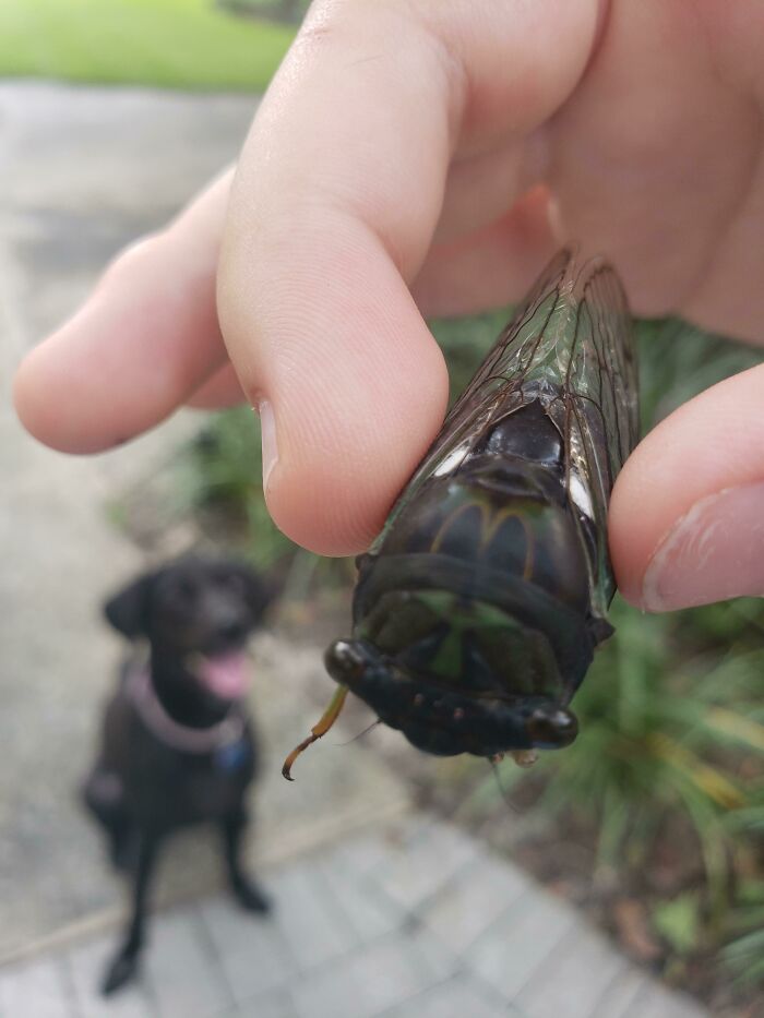 This Cicadia I Found Looks Like It Has The McDonald's Logo On Its Head