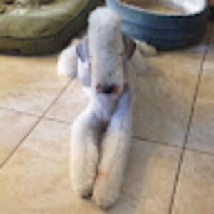 wendyrodriguez avatar