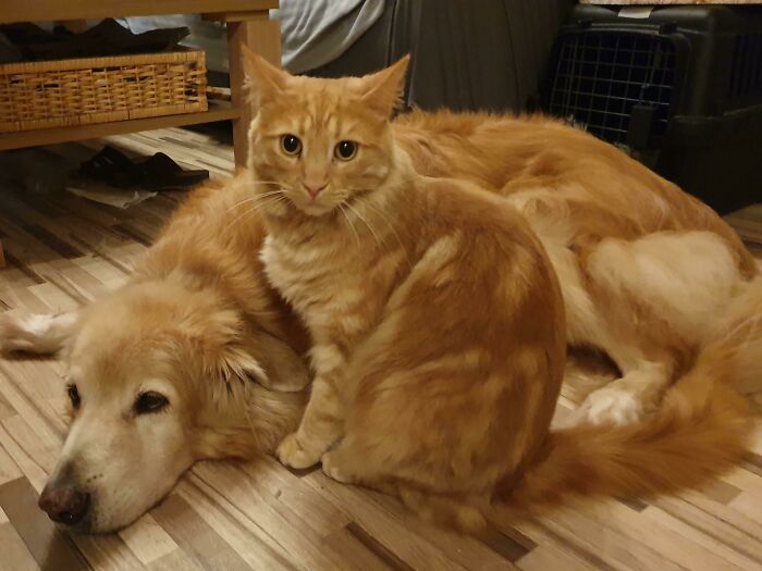 Brothers From Another Mother