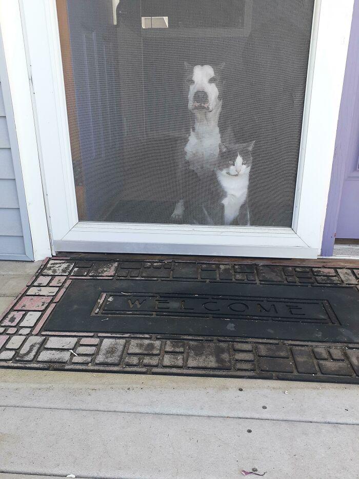 Our Fur Babies Match