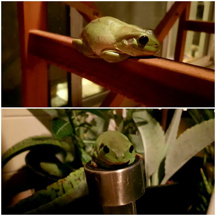 We Live On The 9th Floor... These Frogs Have Been Here For At Least 8 Months