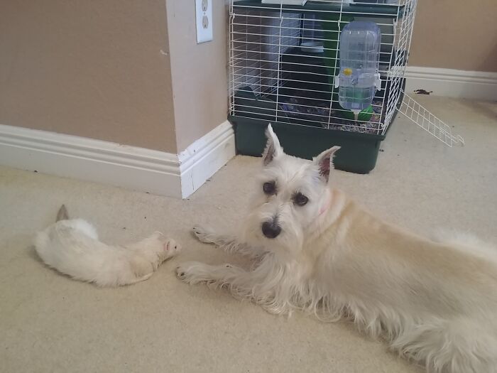 My Ferret And Mini Schnauzer Are Basically Sisters With Identical Fur