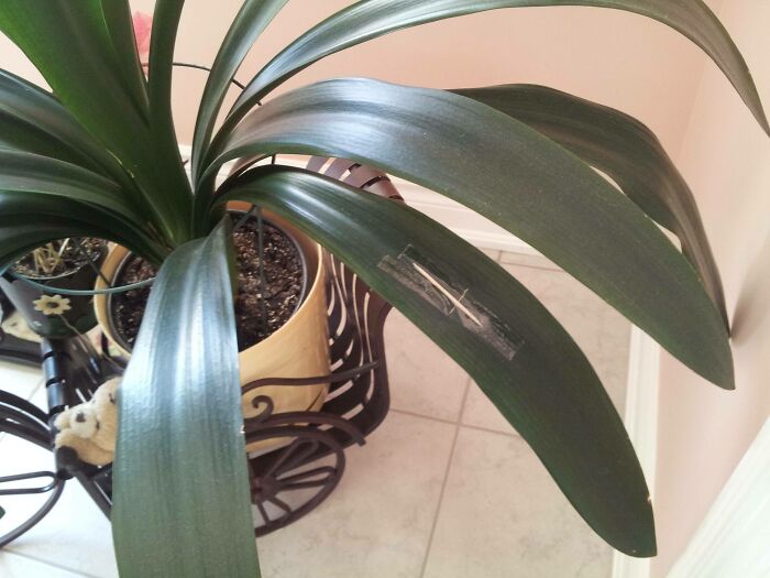 My Mother Loves Her Plants