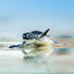 yoosufzakvaanahmed avatar