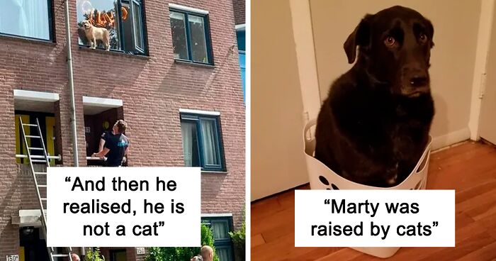 50 Dogs Who Forgot How To Dog But Definitely Know How To Cat (New Pics)