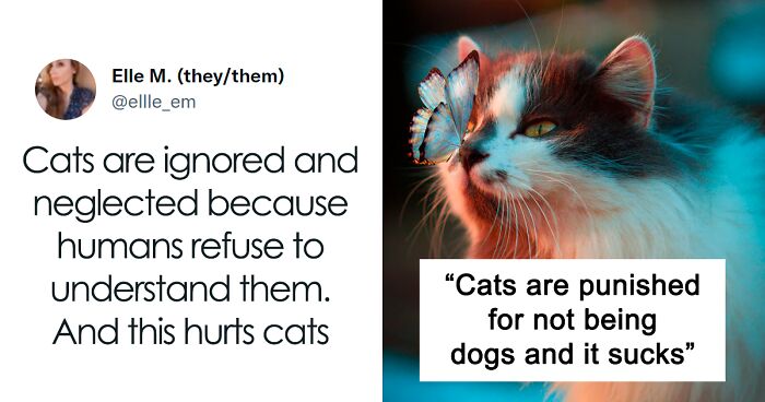 Cat Rescuer Explains How Cat Social Behavior Is Often Misinterpreted By ‘Dog People’