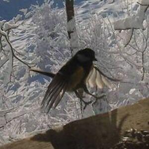 adriana_loborec avatar