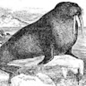 marcusrantala avatar