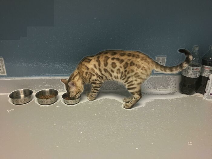 Phone Died As I Was Taking This Picture At My Job At A Vet's Office. Result Was This Glitched Photo Of Thomas The Bengal Cat