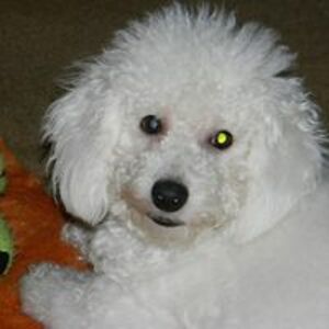 marianmoore1948 avatar