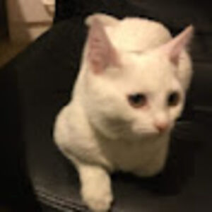 nickibrewster avatar