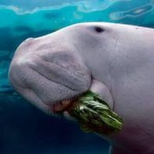 mail_to_manatee avatar