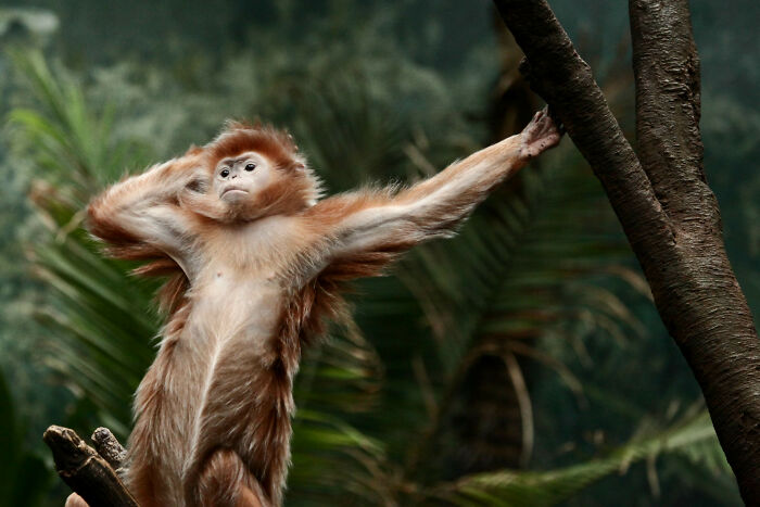 A funny monkey striking a pose on a tree branch in a lush jungle setting.