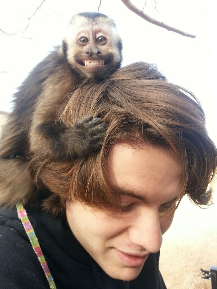 A funny monkey smiling on a person's head, showcasing playful monkey behavior.
