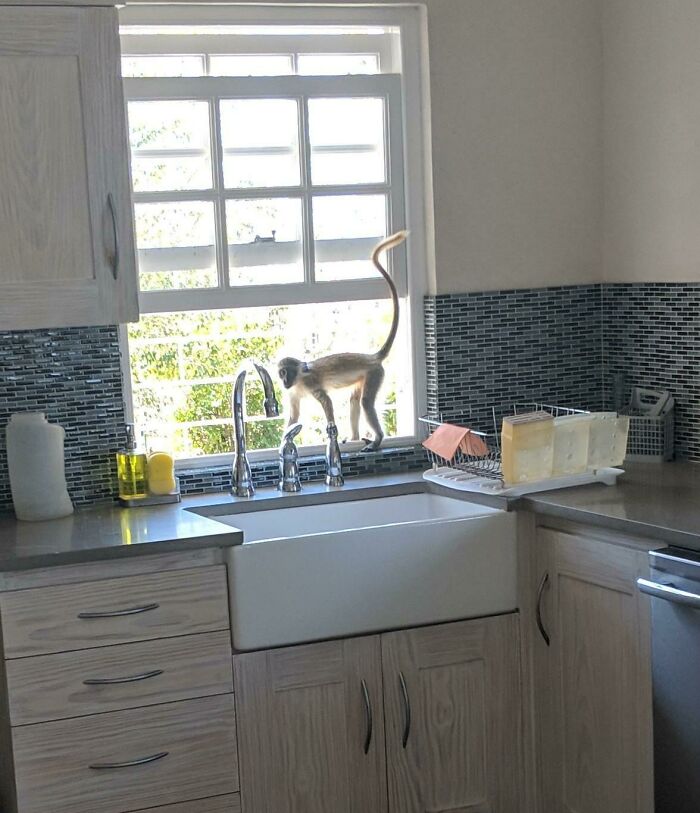 A funny monkey exploring a kitchen sink window, showcasing its curious behavior.
