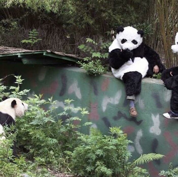 Humans Imitating Pandas So Cubs Have No "Real" Interactions With Humans
