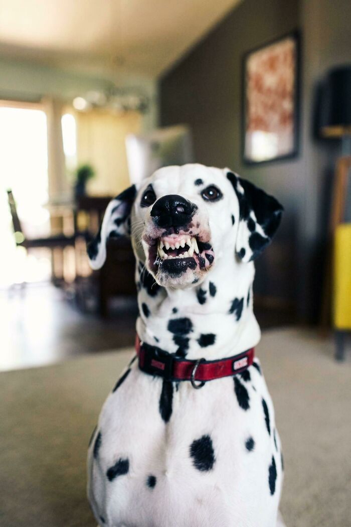 It Took 3 Years, 6 Months And 18 Days But This Afternoon I Finally Taught My Dog How To Smile On Command. I'm So Proud