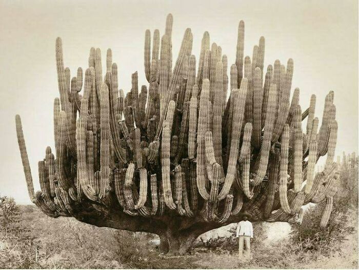 A Very Large Organ Pipe Cactus In Baja California, 1895