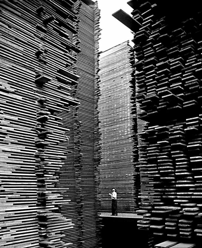 A Man Standing In The Lumberyard Of Seattle Cedar Lumber Manufacturing. 1939