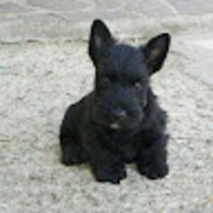 douglasmacpherson avatar