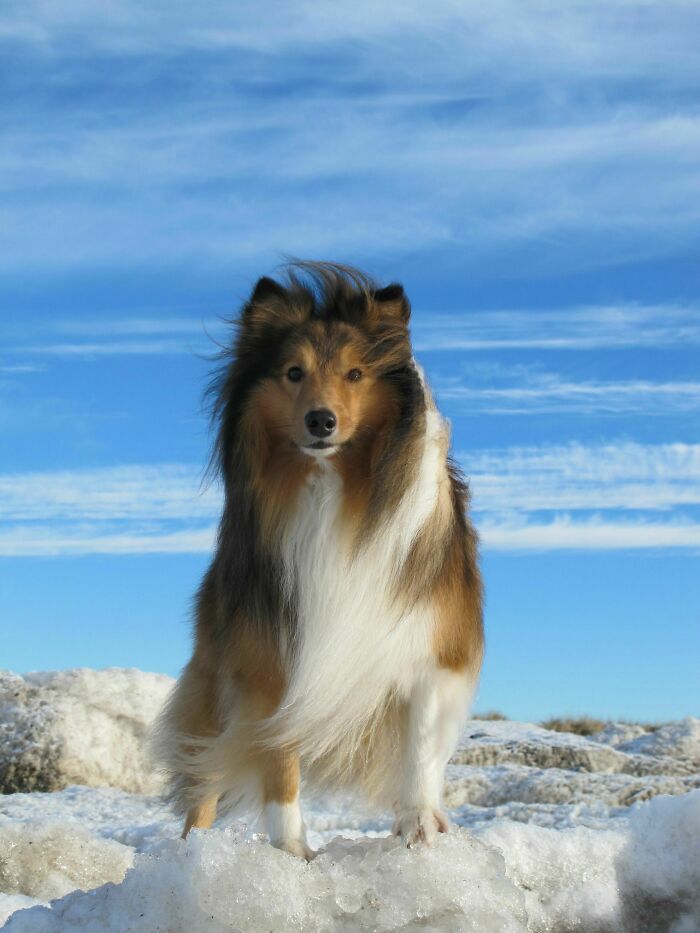 Shetland Sheepdog