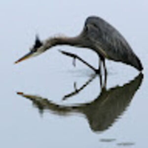 jamesguilford avatar