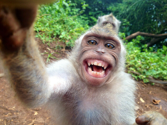 Funny monkey smiling at camera with forest backdrop.