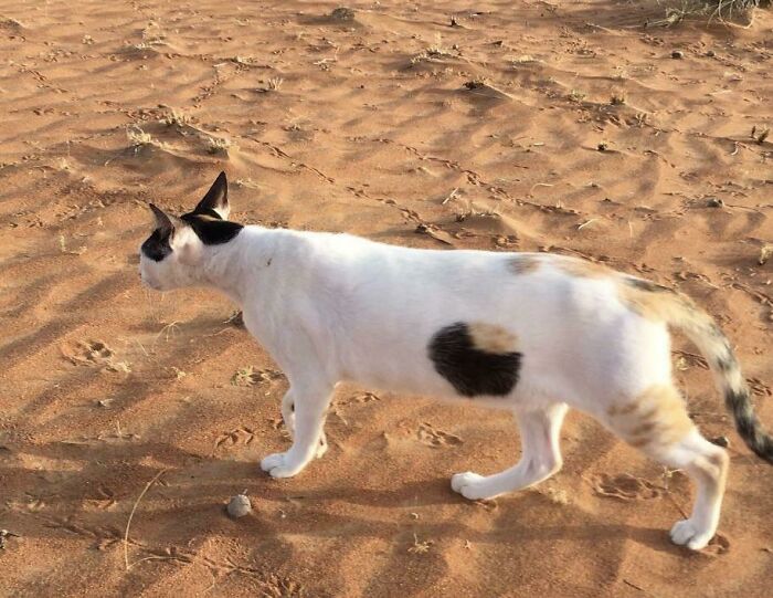 Cat With A Hole Through Its Body