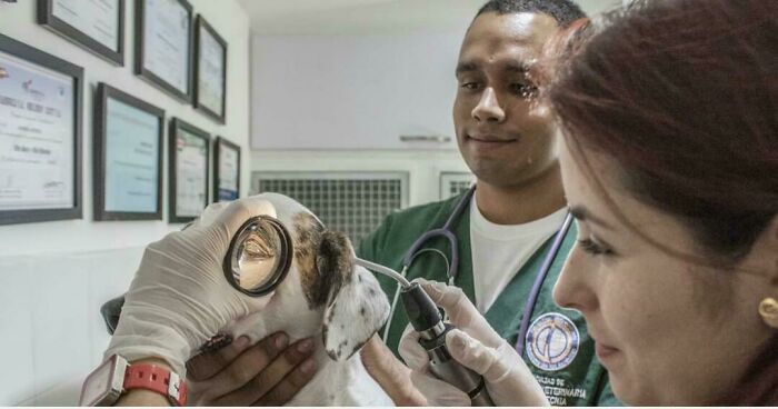 Am I The Only One Who Is Seeing A Dog With Some Kind Of Gas Mask On?