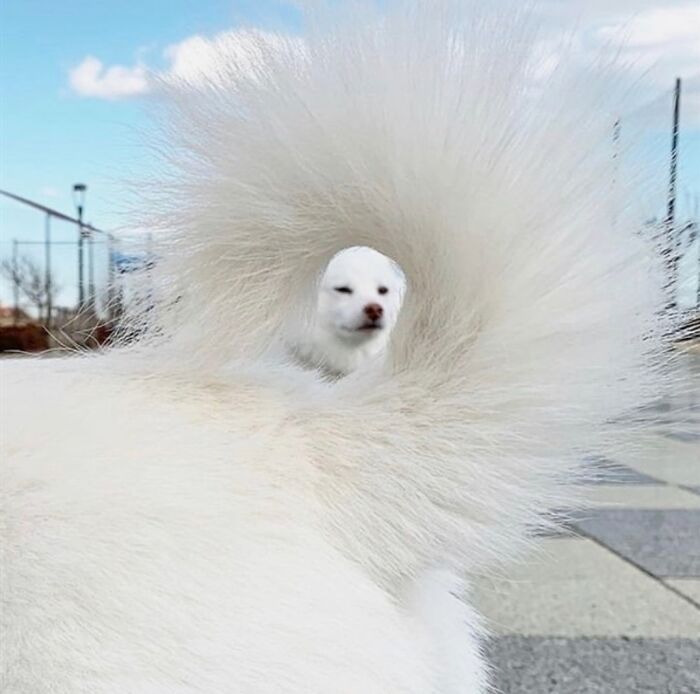 Picture Of A Dog Taken Through A Different Dog's Tail