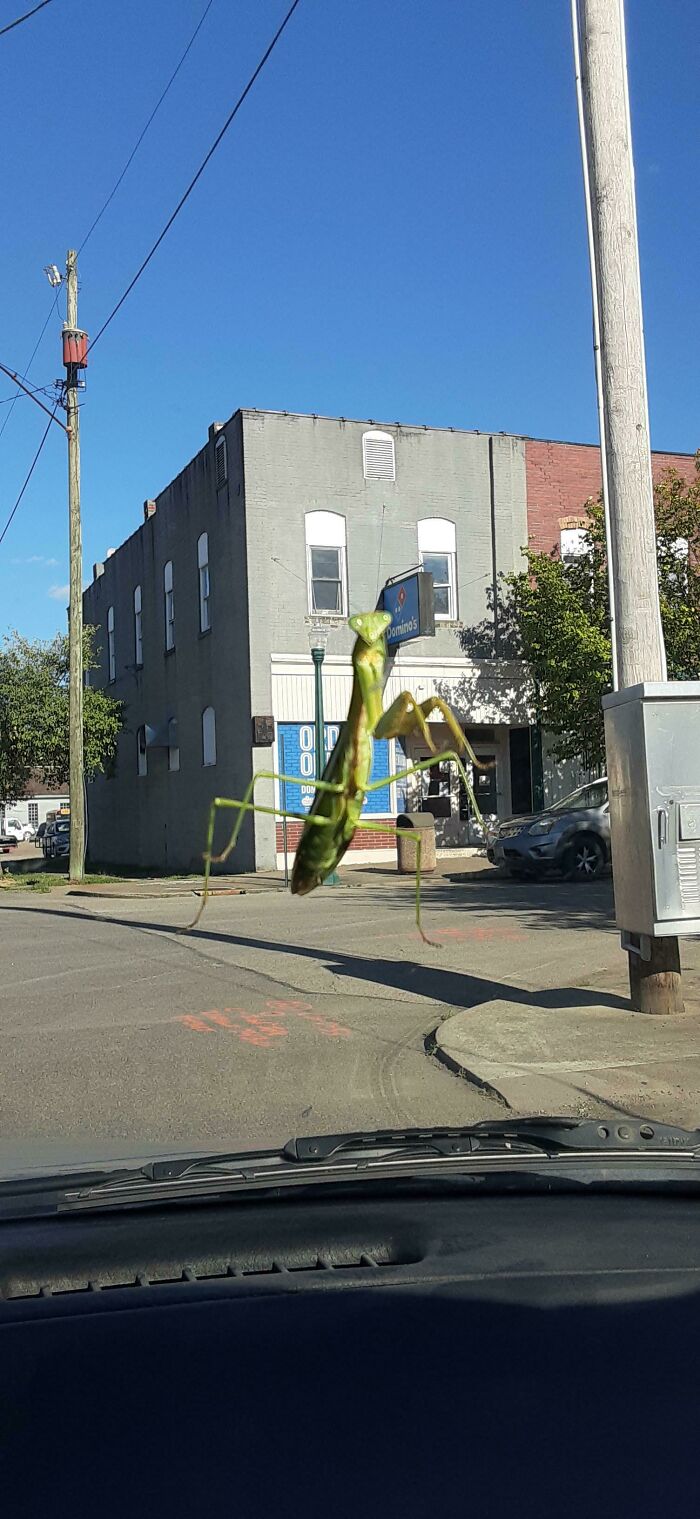 Mantis Stealing A Domino's Sign