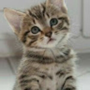 ms_mustlovecats avatar