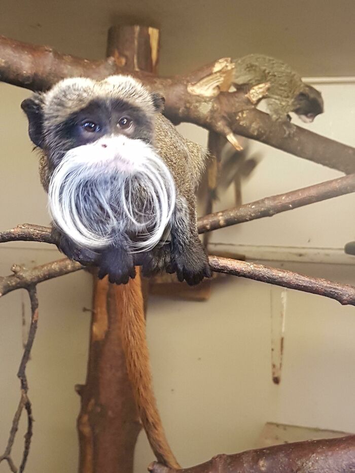 Emperor tamarin monkey with a mustache sitting on a branch.