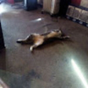 cleetusfarragamo avatar