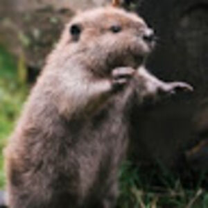 urszulakantorek avatar