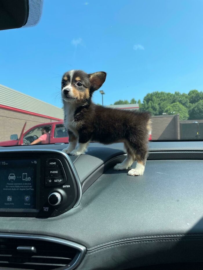 Meet Roxy! Our 8 Week Old Corgi/ Aussie Mix