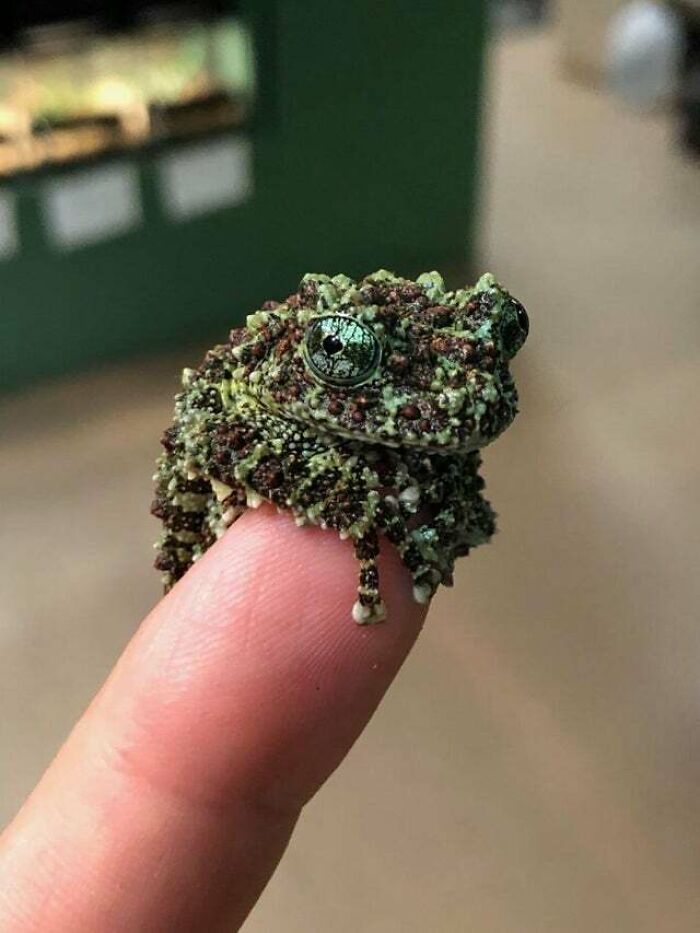 A Little Vietnamese Mossy Frog