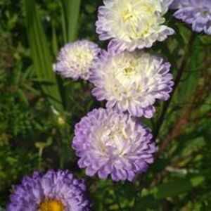 nastya_mikhaliuk avatar