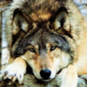 sabrinajones_1 avatar