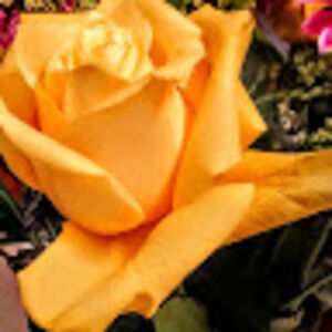 christineanderson_1 avatar