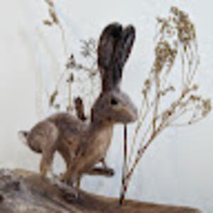 freyagamble_1 avatar