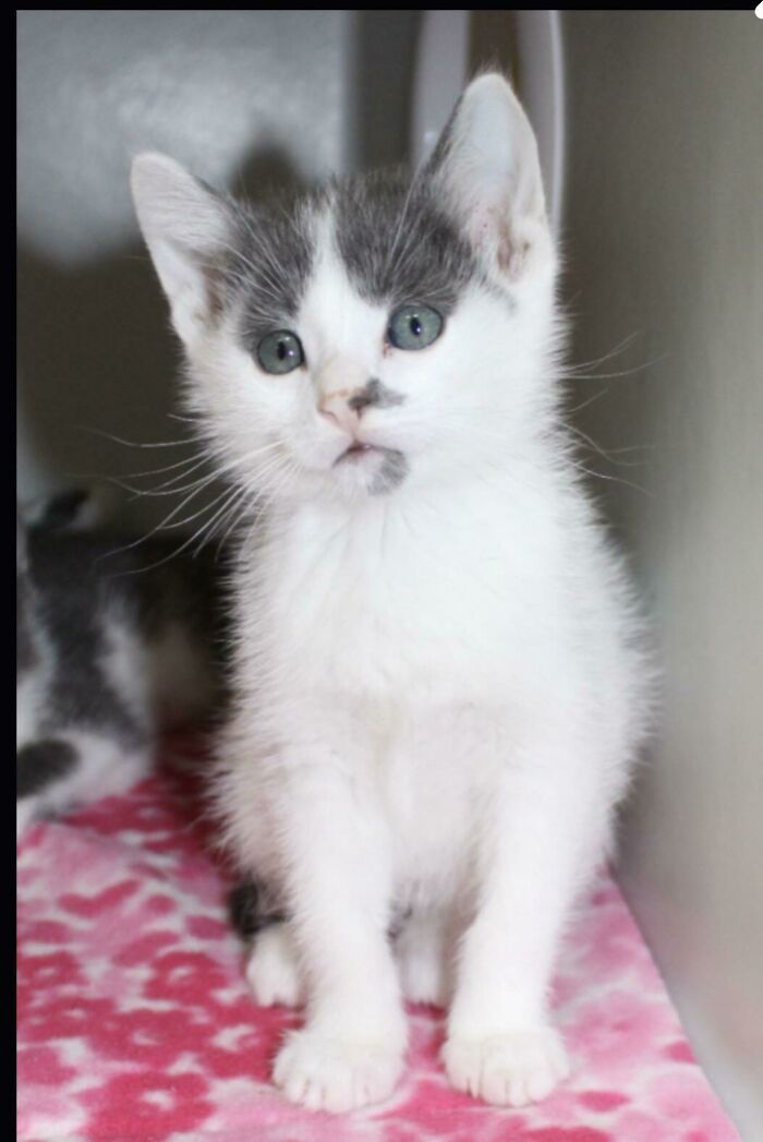 I Adopted A Kitten! Help With Unique Boy Names?