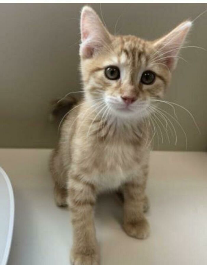 Just Adopted This Little Gentleman Today! Any Name Suggestions?