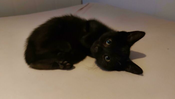 I Adopted This Little Void Today