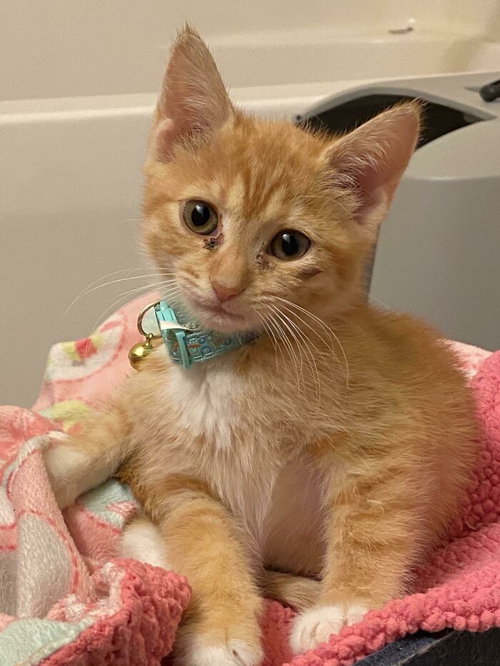 Adopted Kiki 3 Weeks Ago And Recently Found This Community So I’ll Share Her Cuteness With Everyone