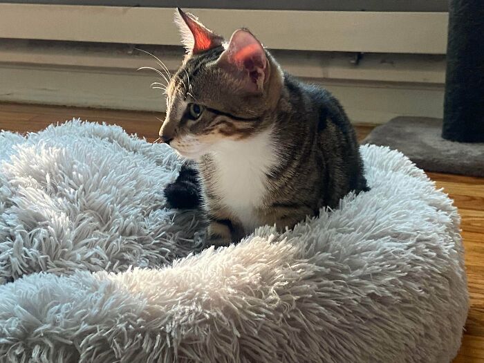 Just Officially Adopted This Boy Because His Owner Didn’t Want Him Anymore And Kept Him Outside!